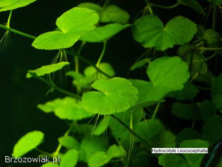 Piękne rośliny akwariowe -  30 gatunków -  tylko 1 zł za szt.