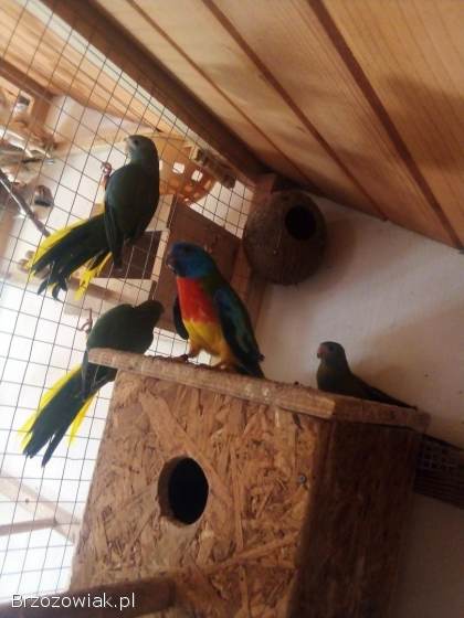 Papugi i inne ptaki