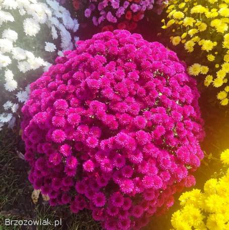 Chryzantemy drobnokwiatowe i wielkokwiatowe