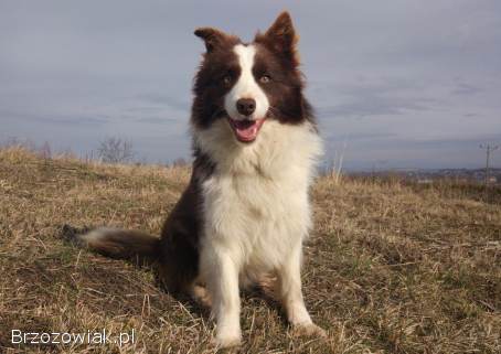 Reproduktor -  Krycie -  Border Collie