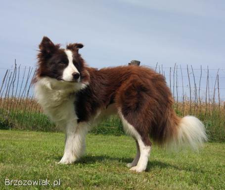 Reproduktor -  Krycie -  Border Collie