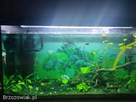 Aquael akwarium 112 l z pokrywą i oświetleniem