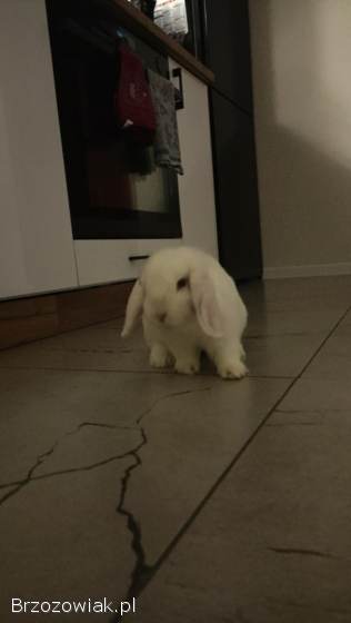 Samiczka królika Mini Lop