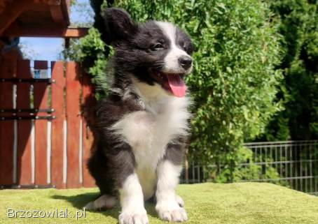 Border Collie -  Rasowy pies z hodowli Wiąz,  dokumentacja hod.