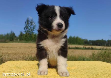 Border Collie -  Rasowy pies z hodowli Wiąz,  dokumentacja hod.