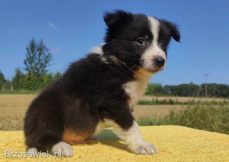 Border Collie -  Rasowy pies z hodowli Wiąz,  dokumentacja hod.