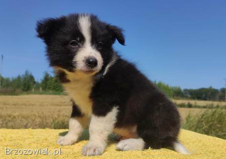 Border Collie -  Rasowy pies z hodowli Wiąz,  dokumentacja hod.