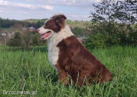 Border Collie -  Rasowy pies z hodowli Wiąz,  dokumentacja hod.