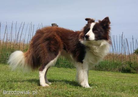 Border Collie -  Rasowy pies z hodowli Wiąz,  dokumentacja hod.