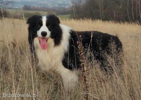 Border Collie -  piękna suczka / sczeniak