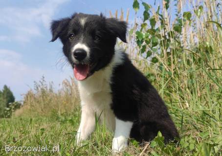 Border Collie -  piękna suczka / sczeniak