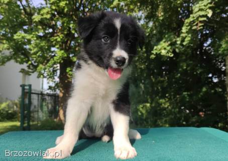 Border Collie -  piękna suczka / sczeniak