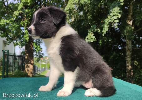 Border Collie -  piękna suczka / sczeniak