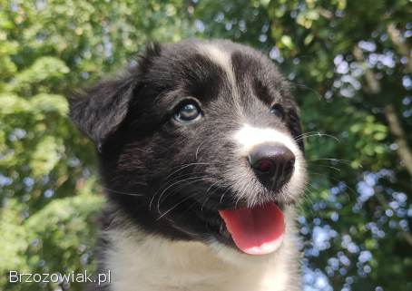 Border Collie -  piękna suczka / sczeniak