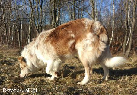 Border Collie -  piękna suczka / sczeniak