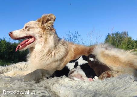 Border Collie -  piękna suczka / sczeniak