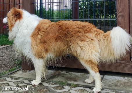 BORDER COLLIE -  Pies unikalnej maści ee-red z pełną dok.  hodowlaną