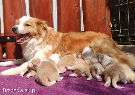 BORDER COLLIE -  Pies unikalnej maści ee-red z pełną dok.  hodowlaną