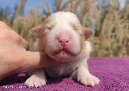 BORDER COLLIE -  Pies unikalnej maści ee-red z pełną dok.  hodowlaną