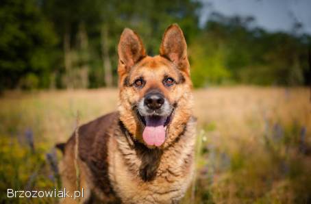 Flapy -  niekonfliktowy,  łagodny owczarek do adopcji!