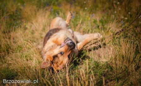 Flapy -  niekonfliktowy,  łagodny owczarek do adopcji!