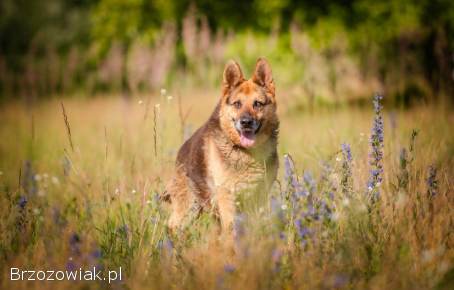 Flapy -  niekonfliktowy,  łagodny owczarek do adopcji!