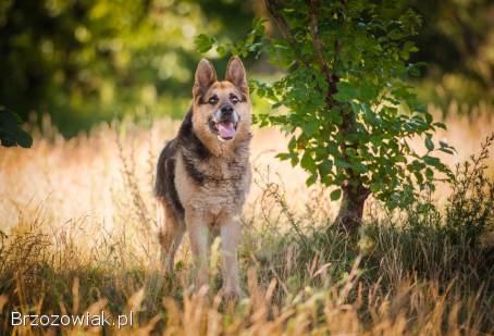 Flapy -  niekonfliktowy,  łagodny owczarek do adopcji!