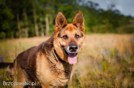 Flapy -  niekonfliktowy,  łagodny owczarek do adopcji!