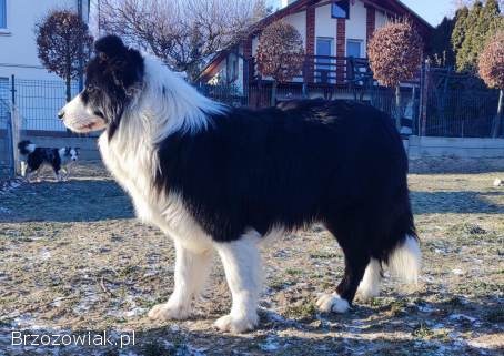 Border Collie -  Piękna Rasowa Suczka z Hodowli Wiąz,  komplet dok.