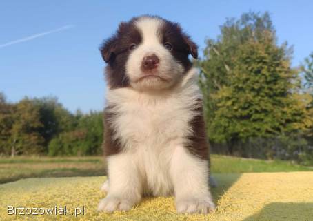 Border Collie -  Piękna Rasowa Suczka z Hodowli Wiąz,  komplet dok.