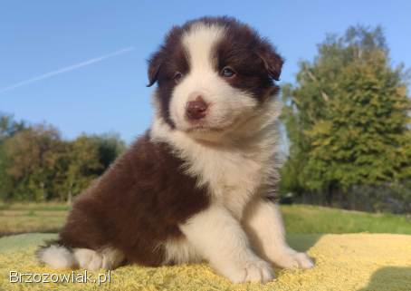 Border Collie -  Piękna Rasowa Suczka z Hodowli Wiąz,  komplet dok.