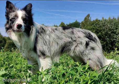 Border Collie -  Piękna Rasowa Suczka z Hodowli Wiąz,  komplet dok.