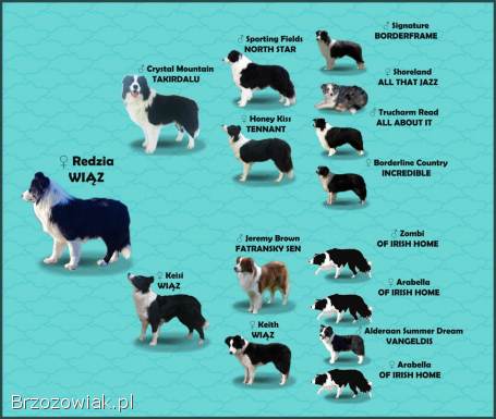 Border Collie -  Piękna Rasowa Suczka z Hodowli Wiąz,  komplet dok.