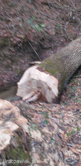 Sprzedam drzewo opałowe sezonowane oraz Jesion Kloc
