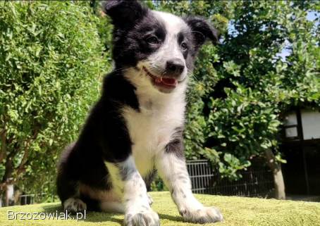 Piegusek Loko -  Border Collie -  Rasowy pies z hodowli Wiąz