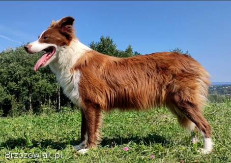 Piegusek Loko -  Border Collie -  Rasowy pies z hodowli Wiąz