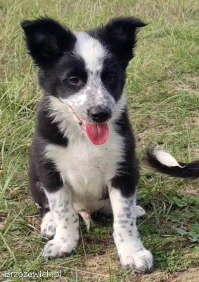 Piegusek Loko -  Border Collie -  Rasowy pies z hodowli Wiąz