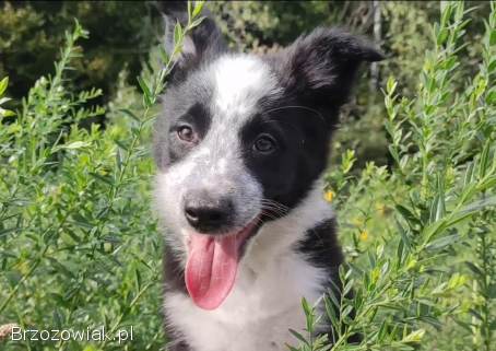 Piegusek Loko -  Border Collie -  Rasowy pies z hodowli Wiąz