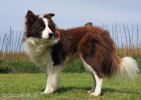 Piegusek Loko -  Border Collie -  Rasowy pies z hodowli Wiąz