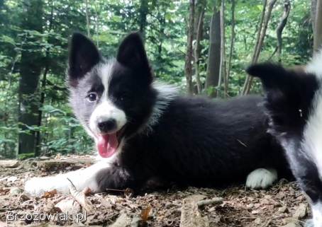 Border Collie -  Rasowy pies z hodowli Wiąz,  dokumentacja hod.