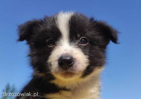 Border Collie -  Rasowy pies z hodowli Wiąz,  dokumentacja hod.