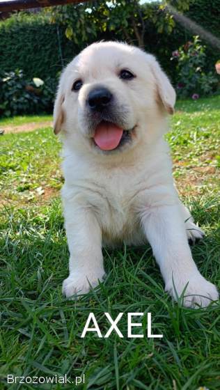 Labrador Retriver ZkwP/FCI