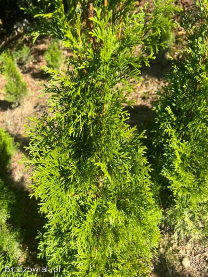 Tuja szmaragd