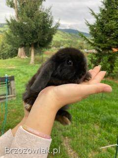 Króliczki Mini Lop