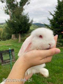 Króliczki Mini Lop