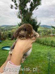 Króliczki Mini Lop