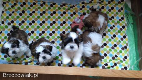 Shih tzu z rodowodem,  zdrowe śliczne szczeniaki,  4suki i pies