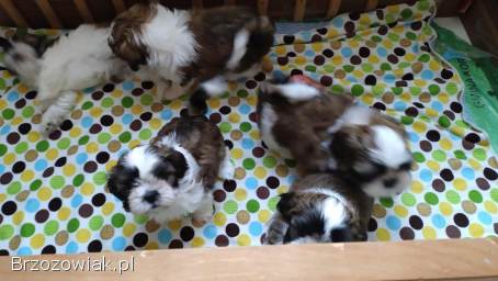 Shih tzu z rodowodem,  zdrowe śliczne szczeniaki,  4suki i pies