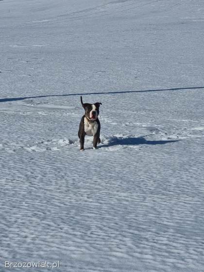 Reproduktor American bully