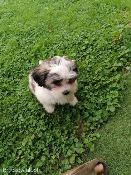 Szczeniak shih tzu